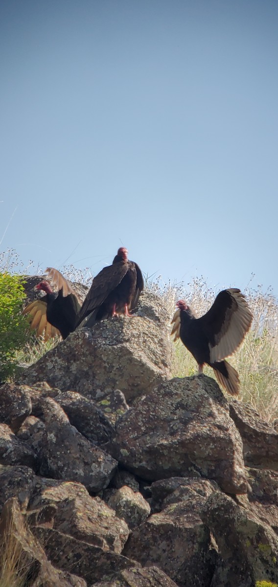 Turkey Vulture - ML619042653