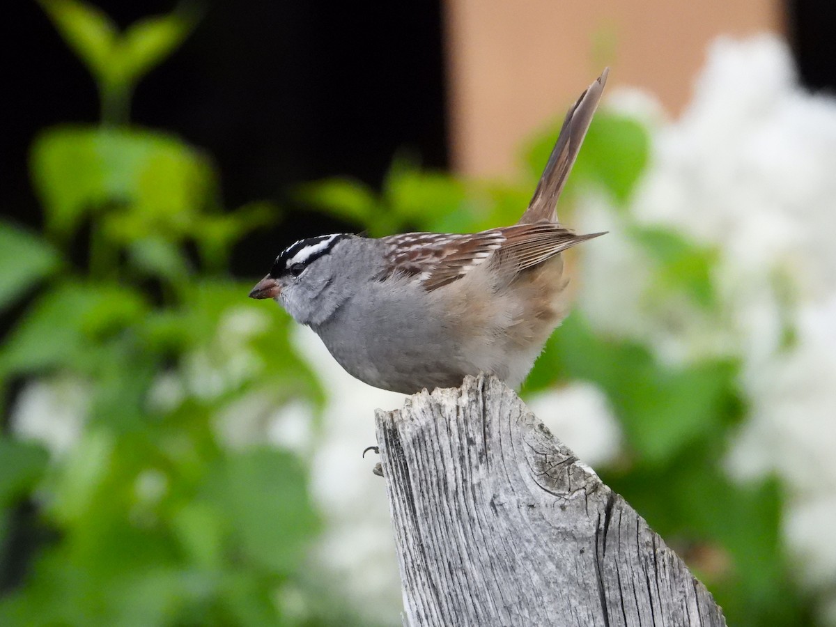 White-crowned Sparrow - ML619042706