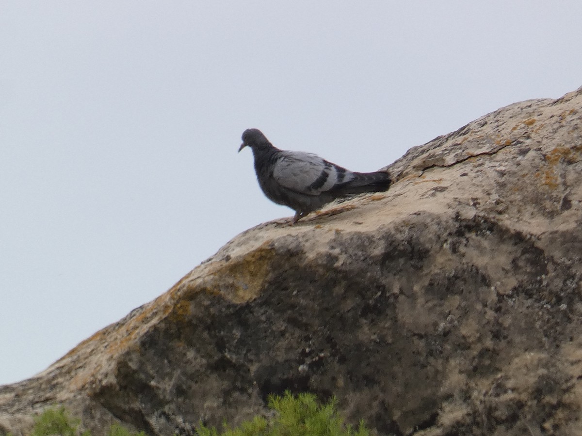 Pigeon biset (forme domestique) - ML619042708