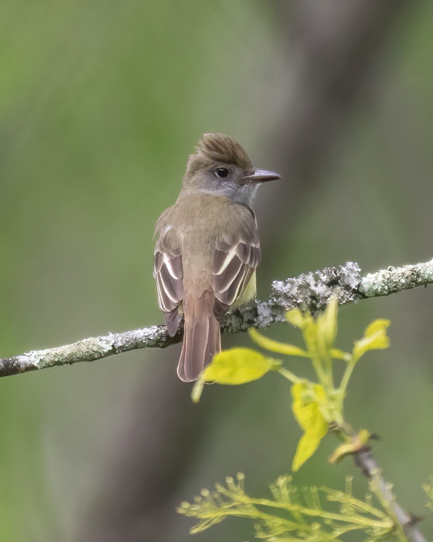 Great Crested Flycatcher - ML619042756