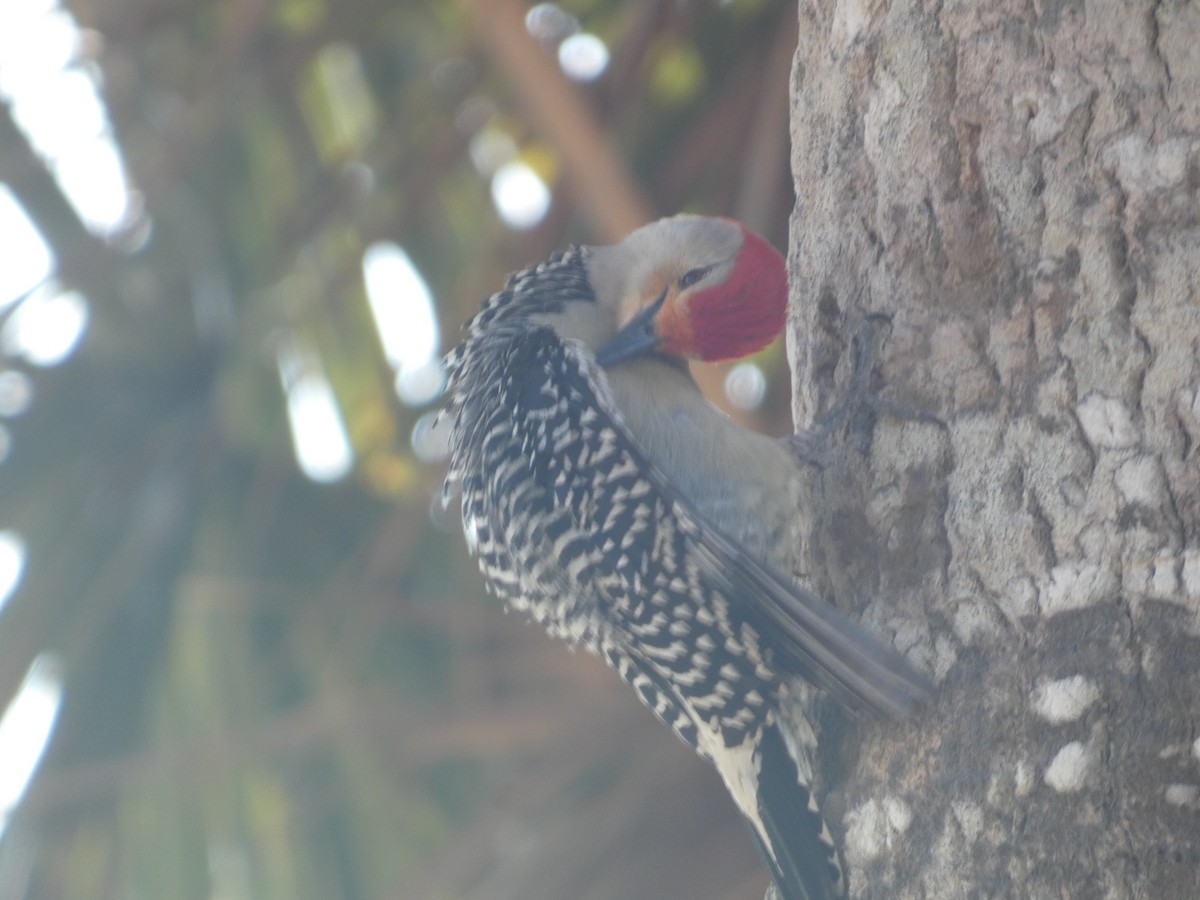 Red-bellied Woodpecker - ML619042773
