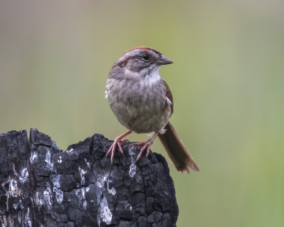 Swamp Sparrow - ML619042800