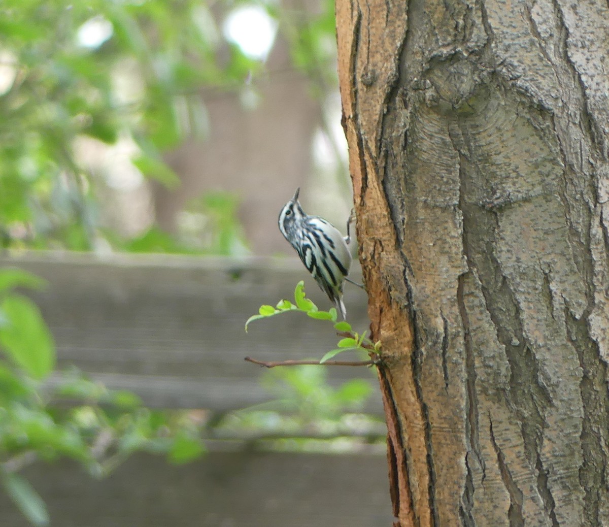 Black-and-white Warbler - ML619042835
