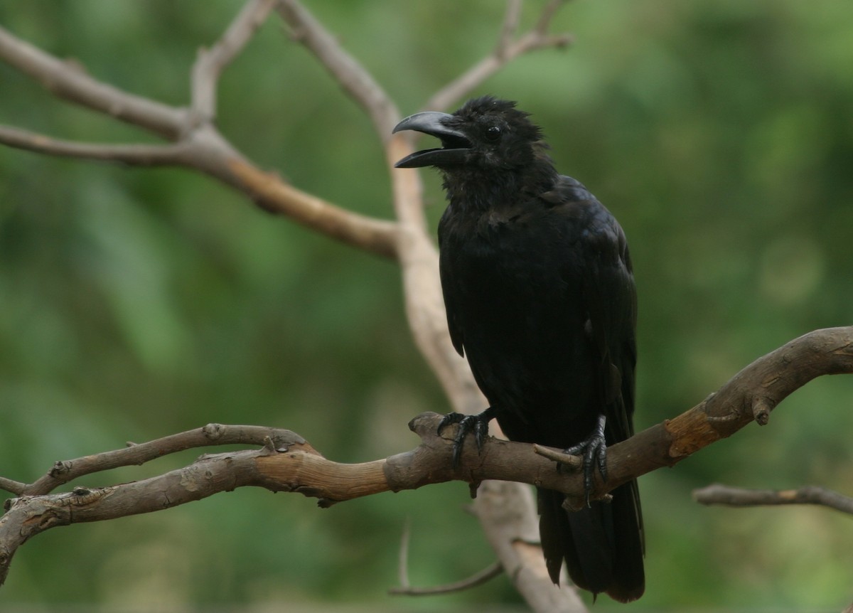 Large-billed Crow - ML619042862