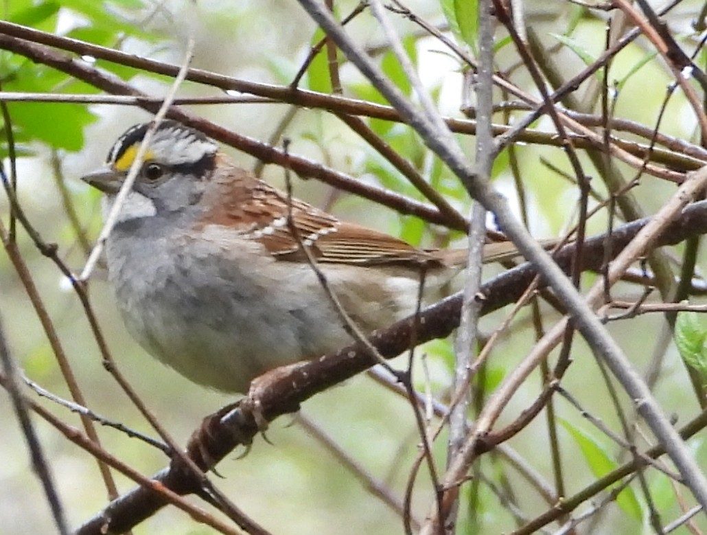 White-throated Sparrow - ML619042863
