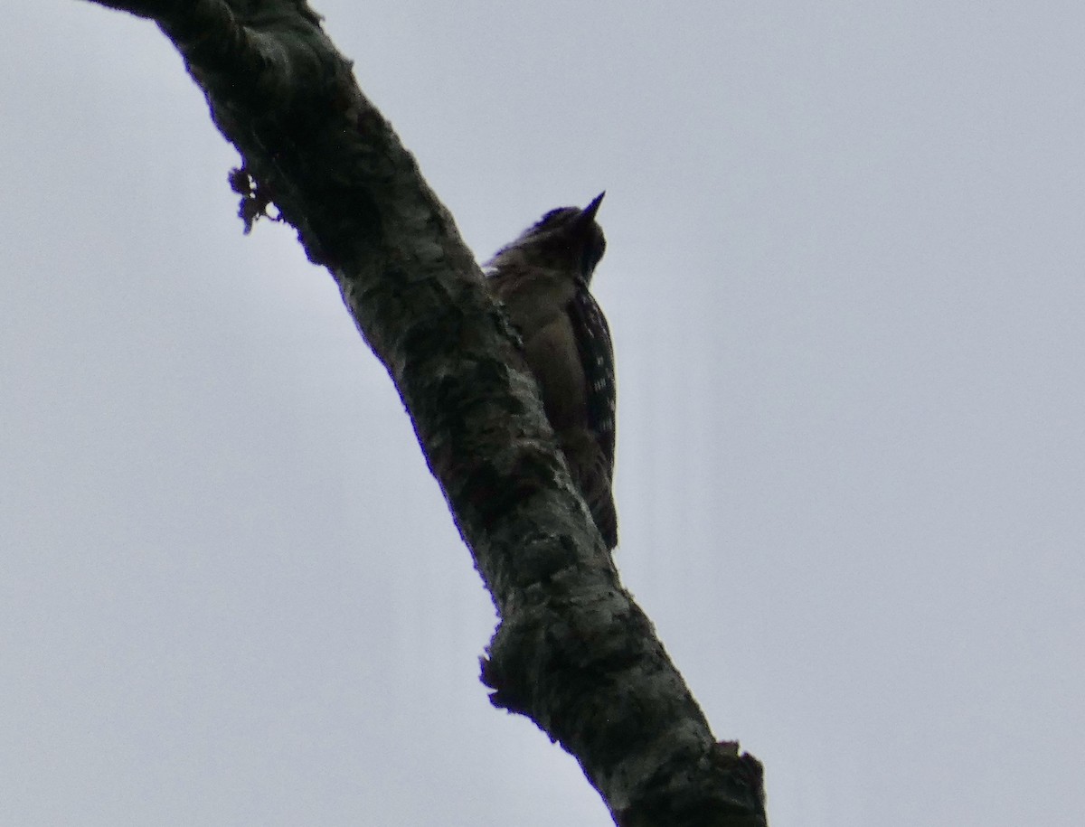 Downy Woodpecker - ML619042869