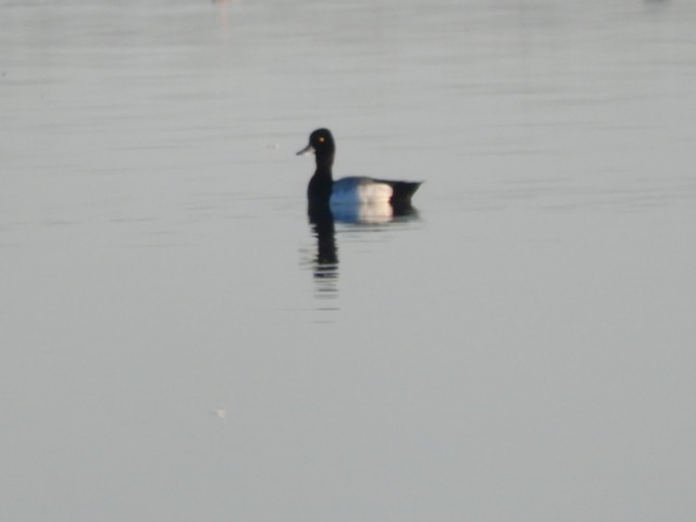 Greater Scaup - ML619042877