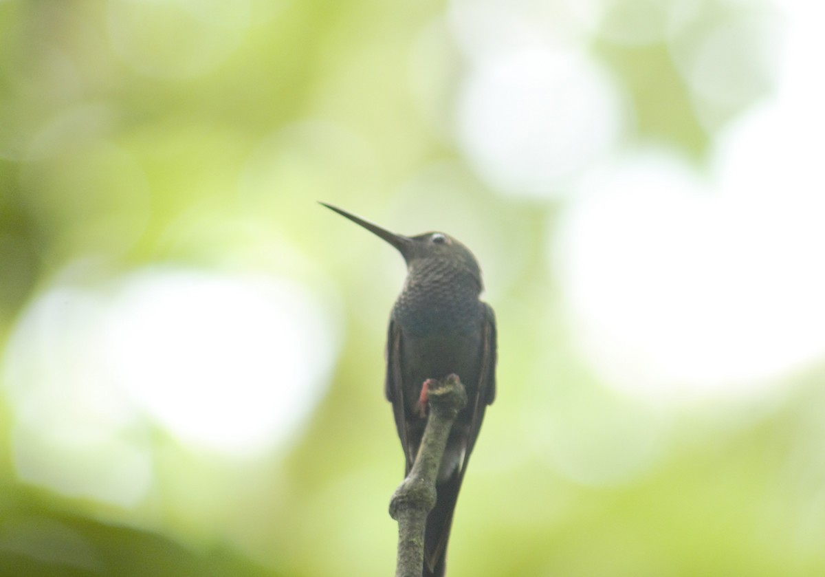 kolibřík křivozobý - ML619042884