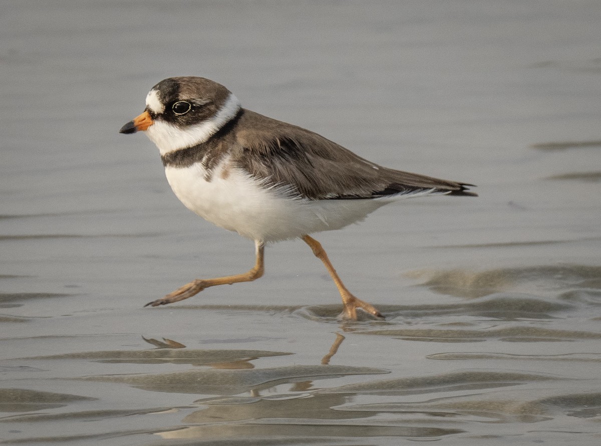 Semipalmated Plover - ML619042920