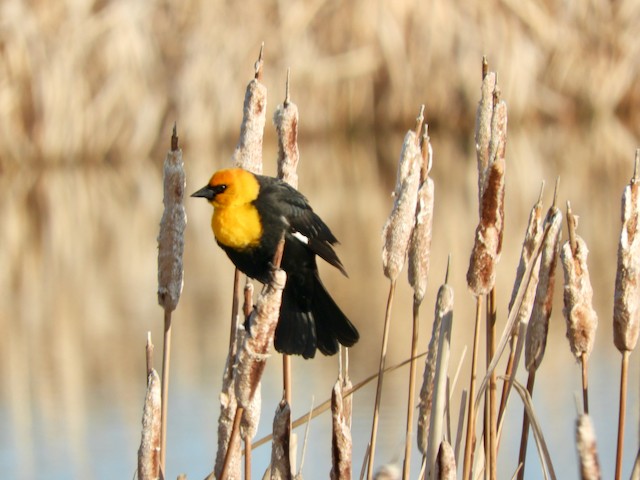 Yellow-headed Blackbird - ML619042963