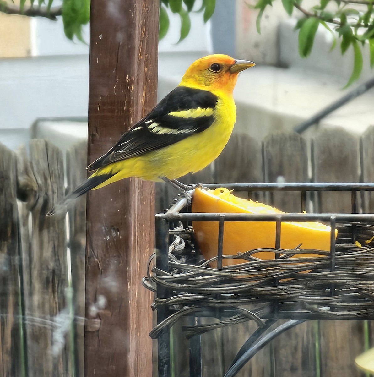 Western Tanager - ML619043008