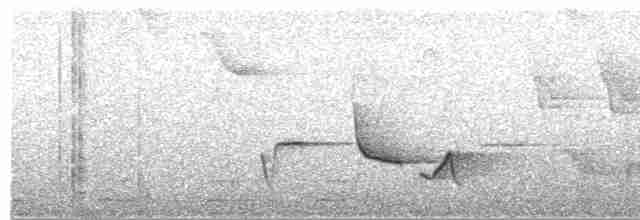 Troglodyte à poitrine grise - ML619043088