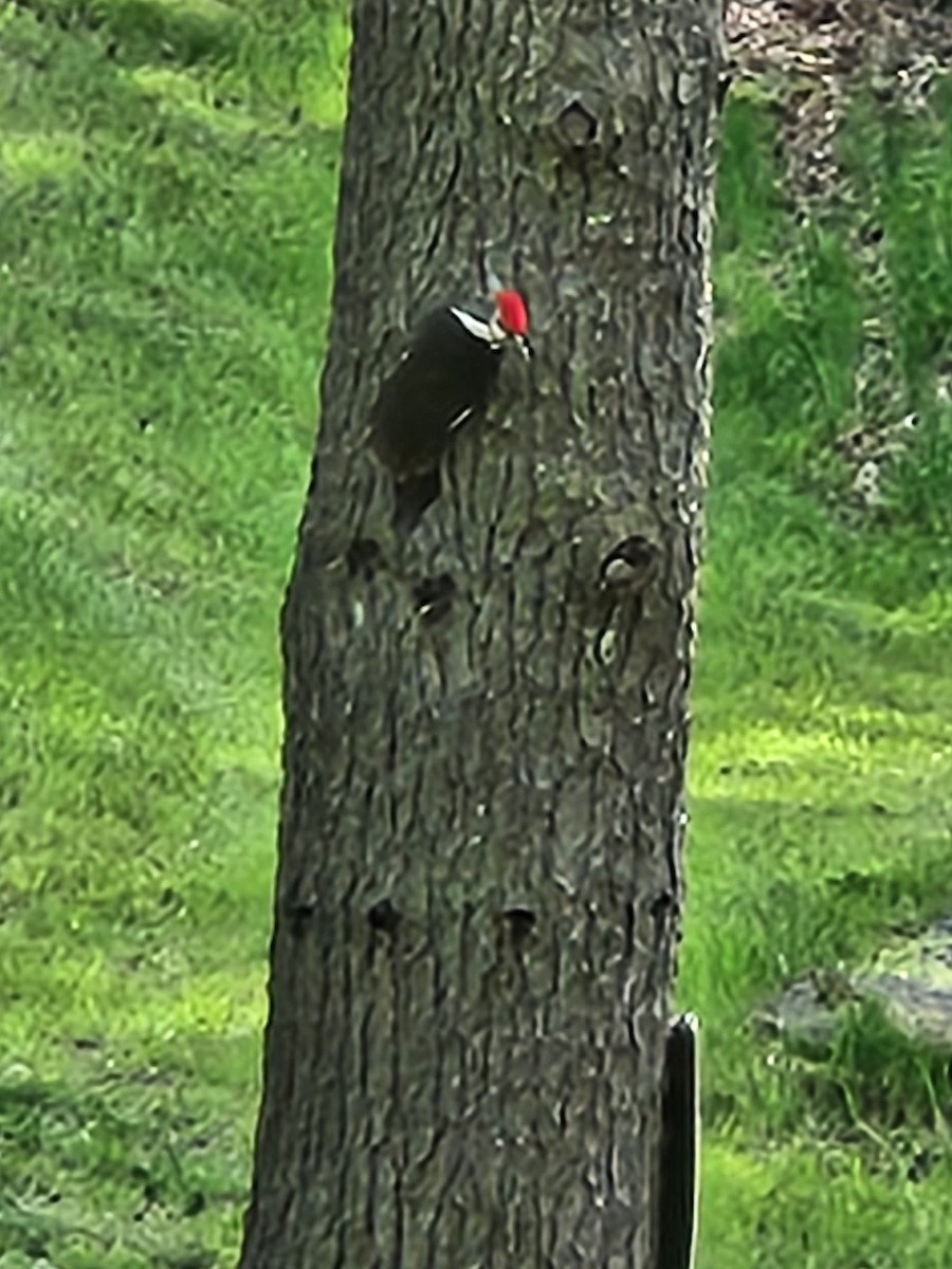 Pileated Woodpecker - Rebecca G