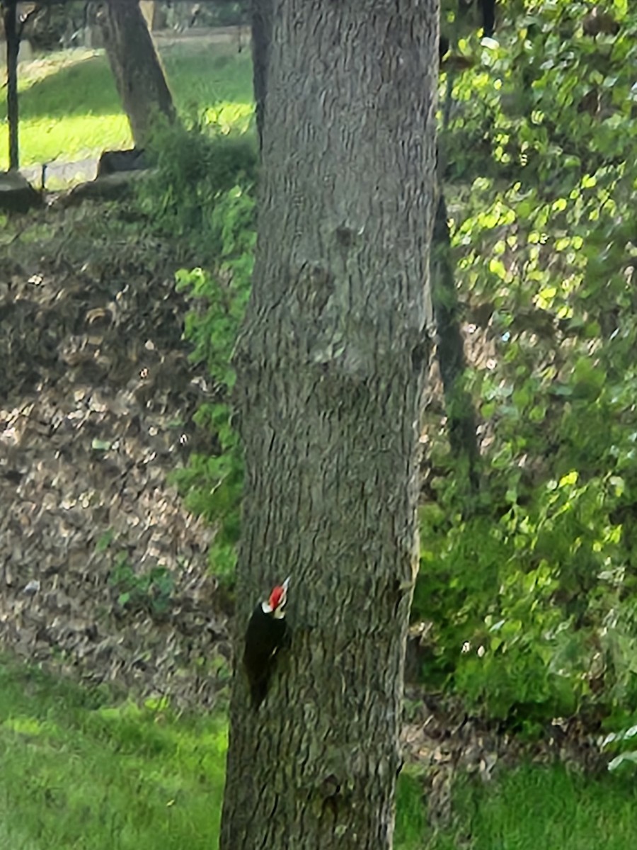 Pileated Woodpecker - ML619043130
