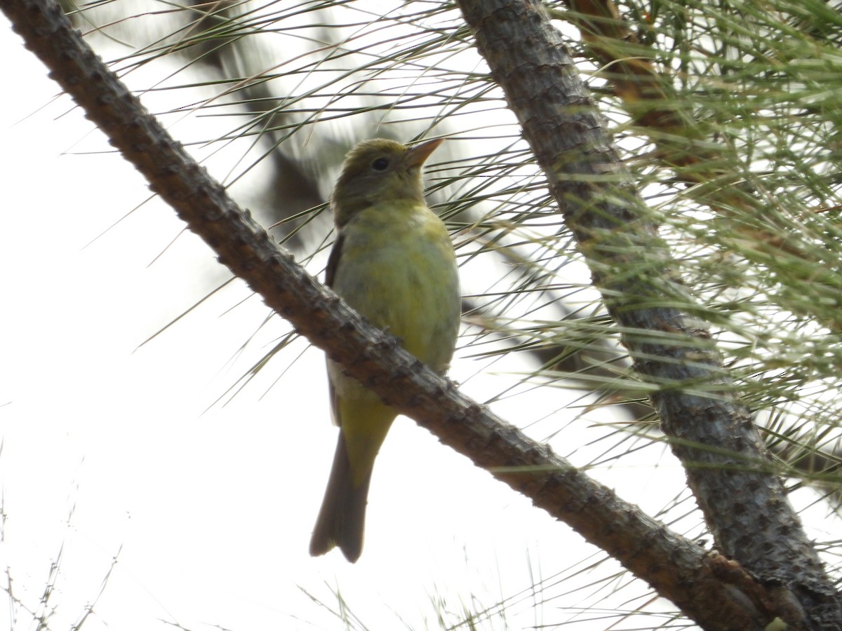Western Tanager - ML619043200