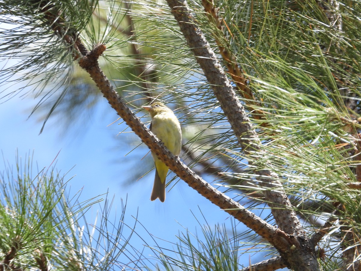 Western Tanager - ML619043201