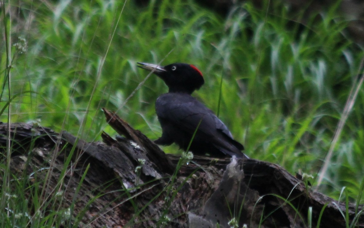 Black Woodpecker - ML619043210