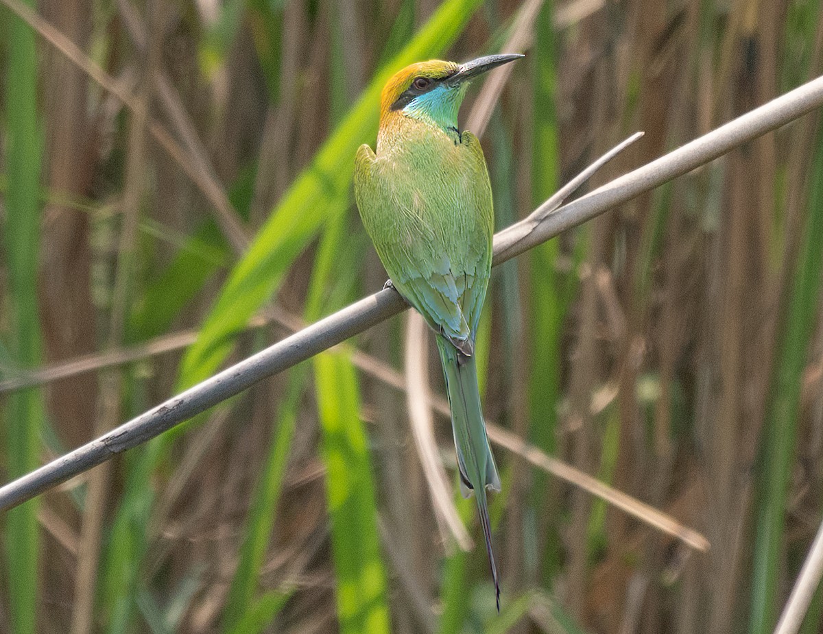 Asian Green Bee-eater - ML619043215