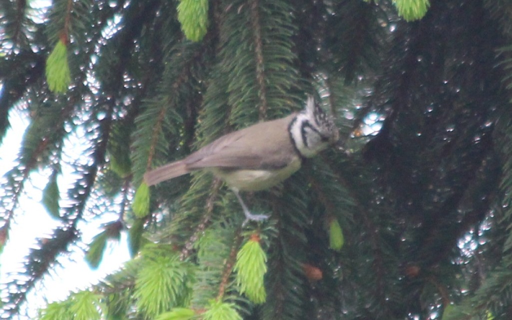 Crested Tit - ML619043221