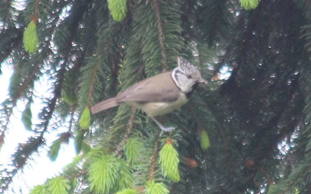 Crested Tit - ML619043222