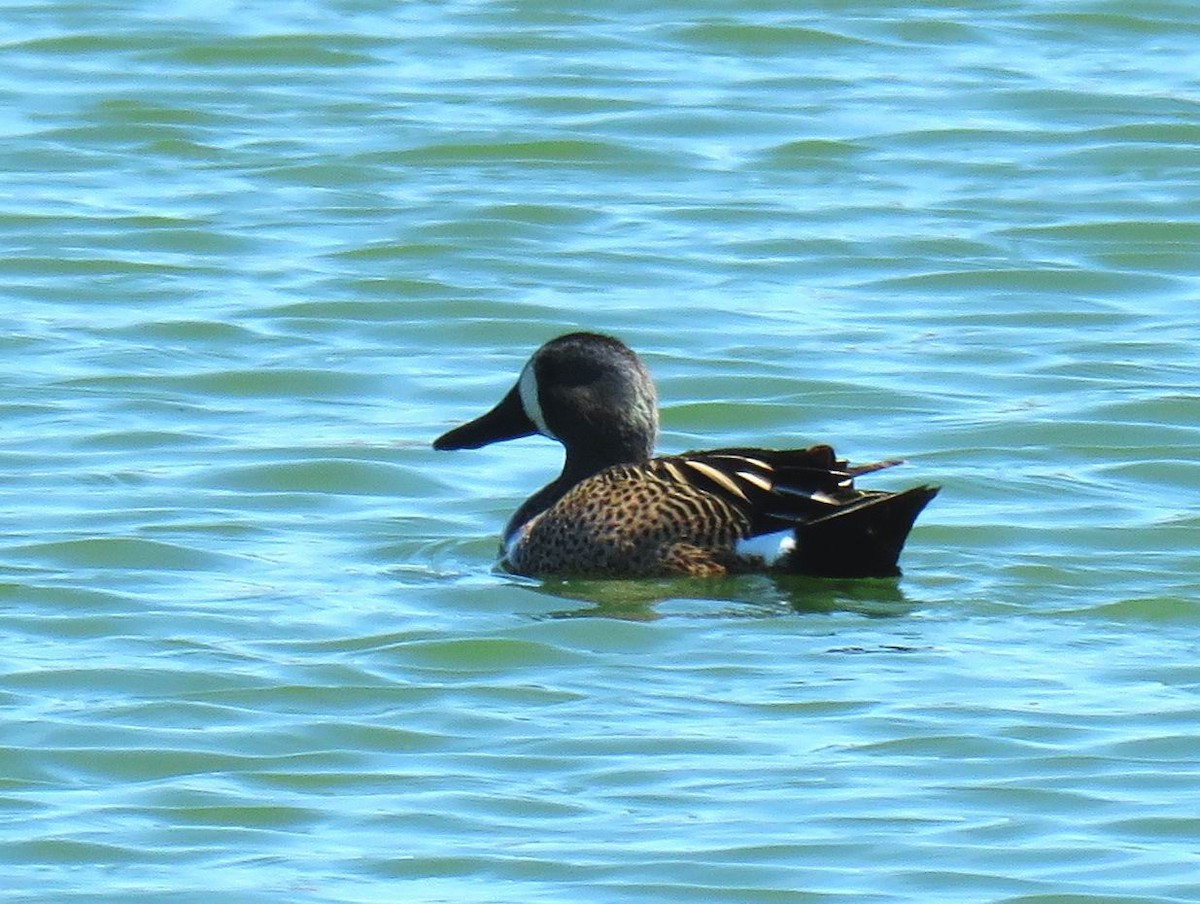 Blue-winged Teal - ML619043228