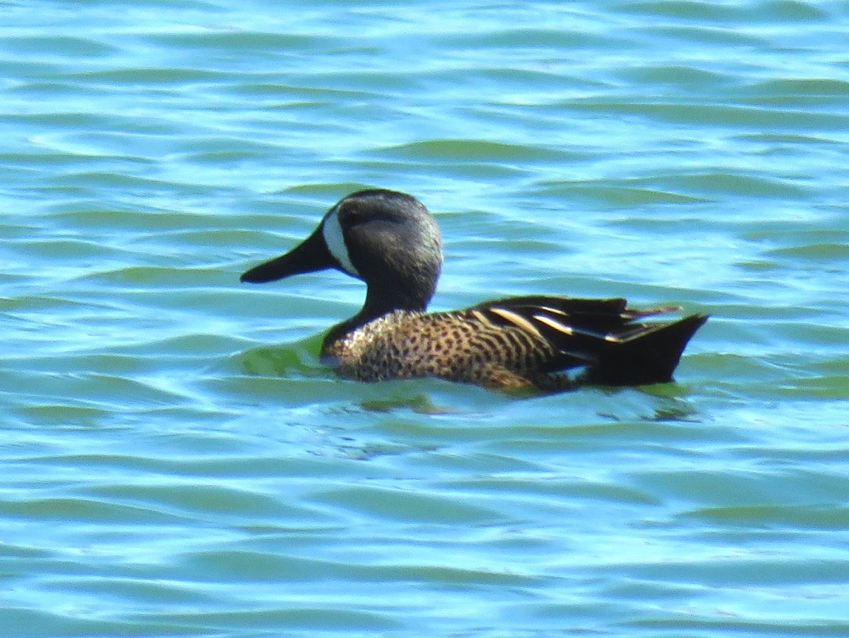 Blue-winged Teal - ML619043236