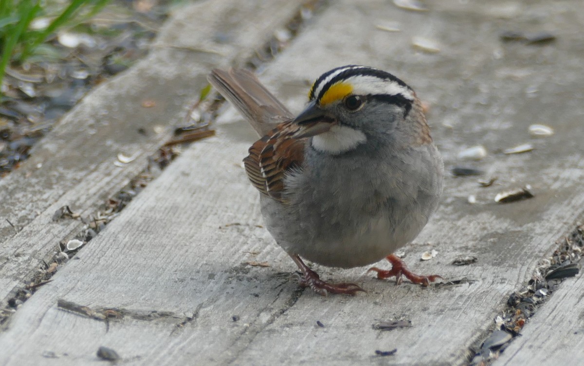 White-throated Sparrow - ML619043238