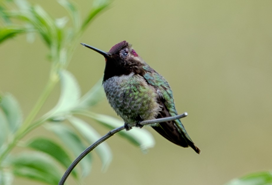Anna's Hummingbird - ML619043239
