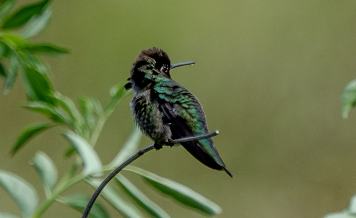 Anna's Hummingbird - Carter Pape