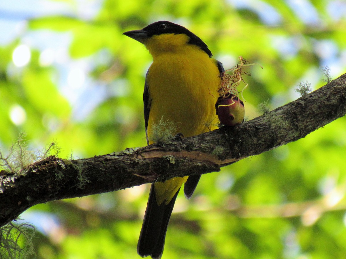 Blue-winged Mountain Tanager - ML619043256