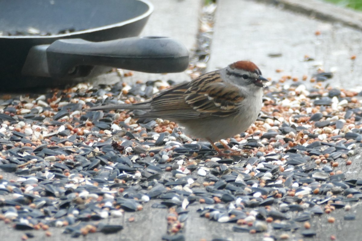 Chipping Sparrow - ML619043261