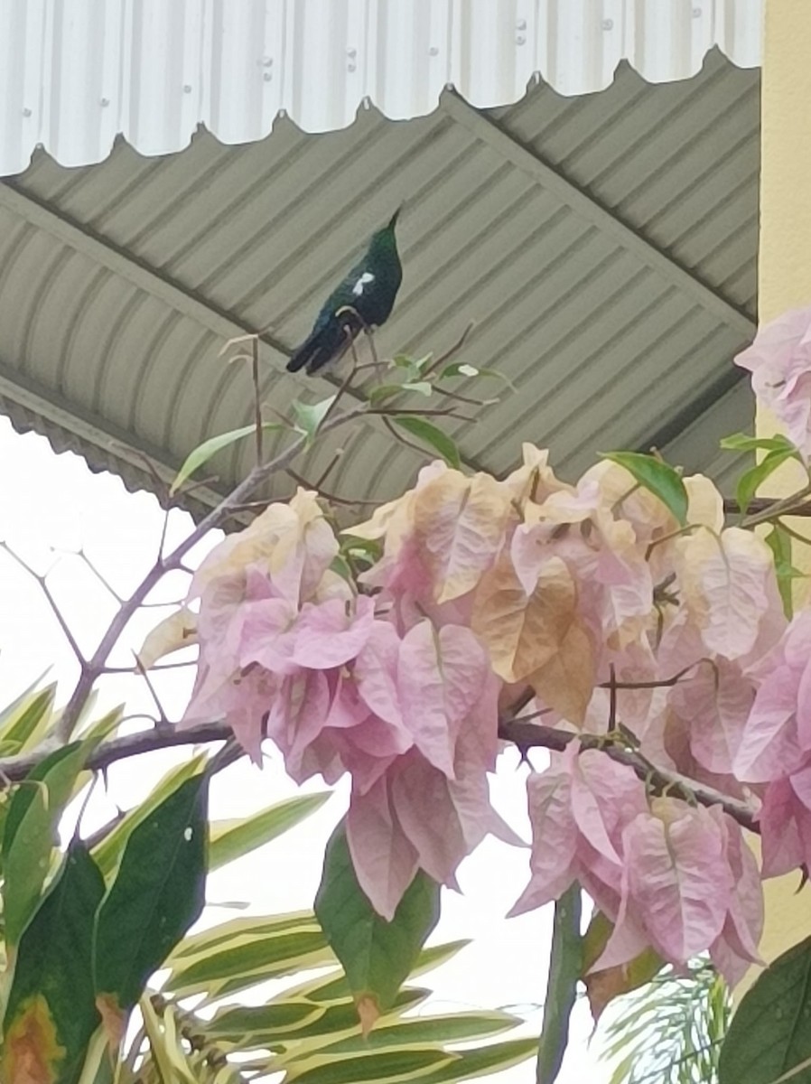 kolibřík hedvábný - ML619043378