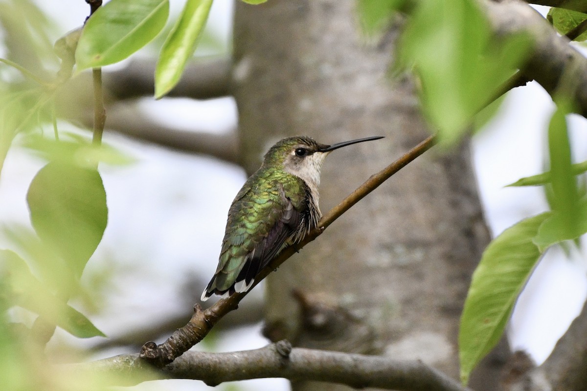 Ruby-throated Hummingbird - Ron Rind
