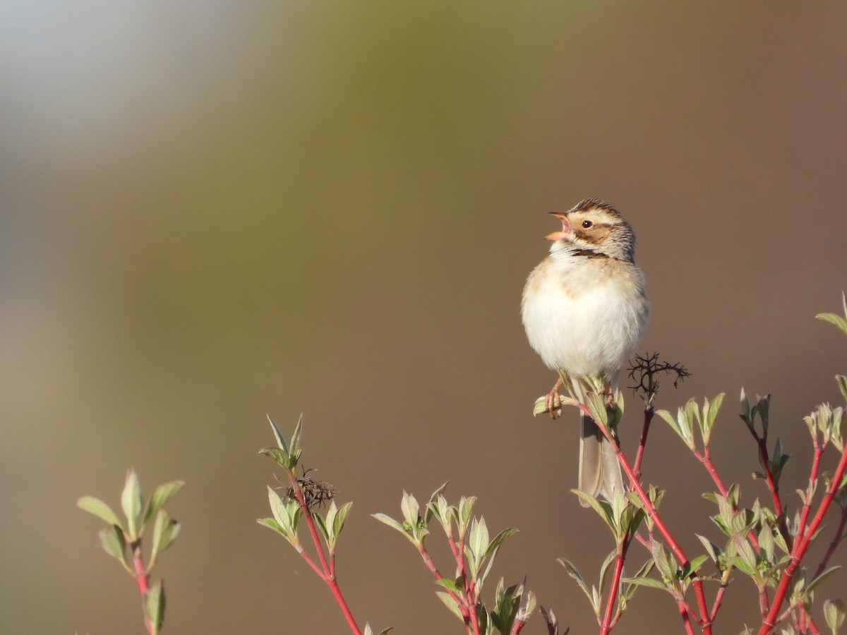 Clay-colored Sparrow - ML619043445