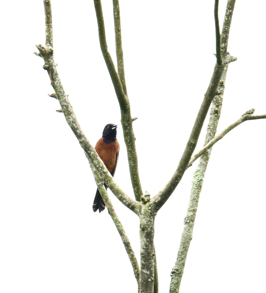 Orchard Oriole - ML619043459