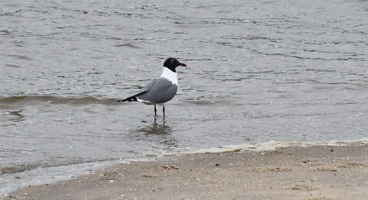 Laughing Gull - Brian Kenney