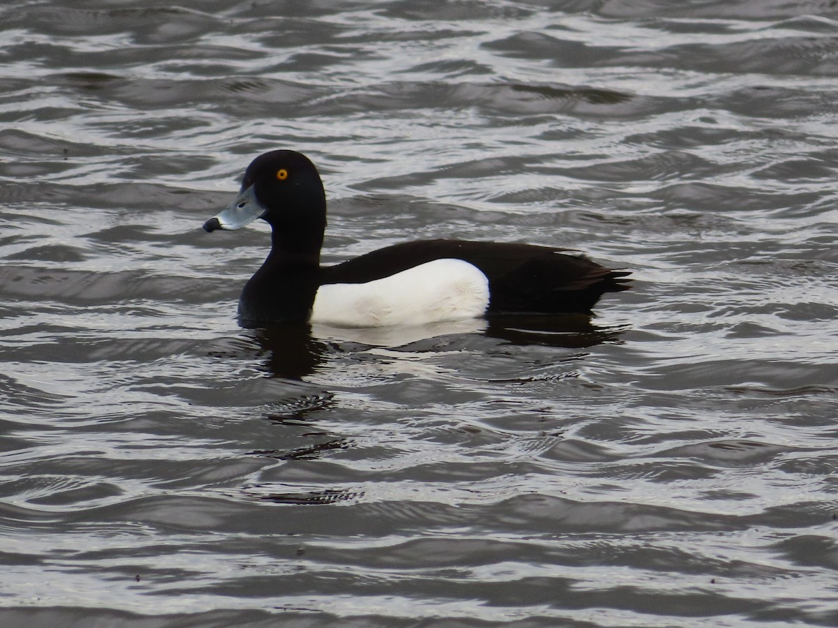 Tufted Duck - ML619043570