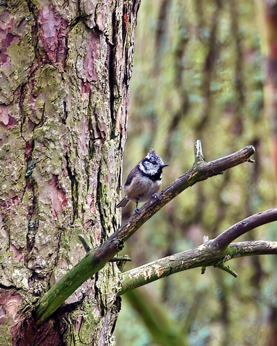 Crested Tit - ML619043586