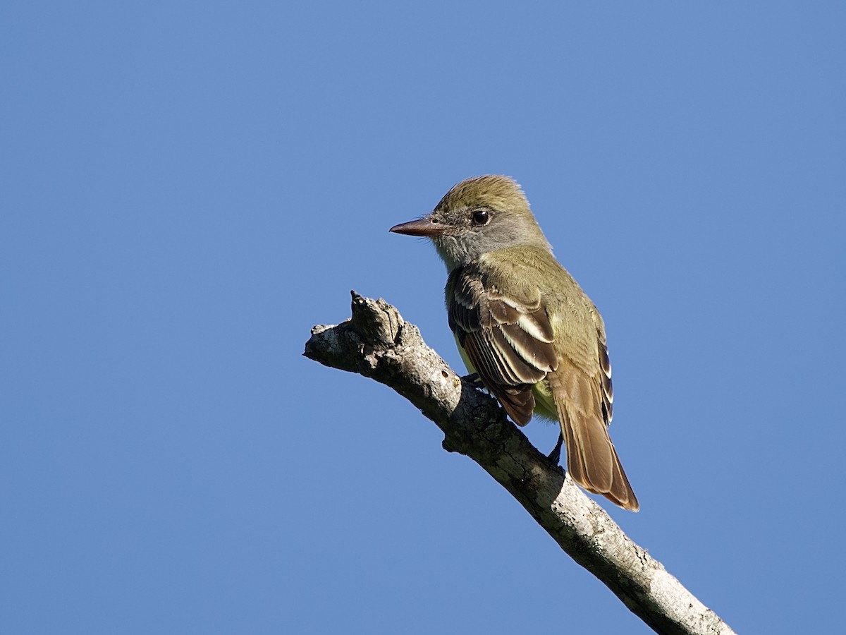 Great Crested Flycatcher - ML619043622