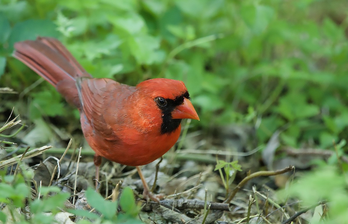 Cardinal rouge - ML619043668