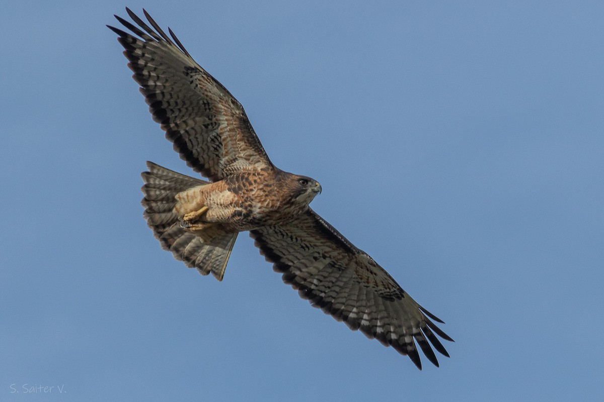 Rufous-tailed Hawk - ML619043698