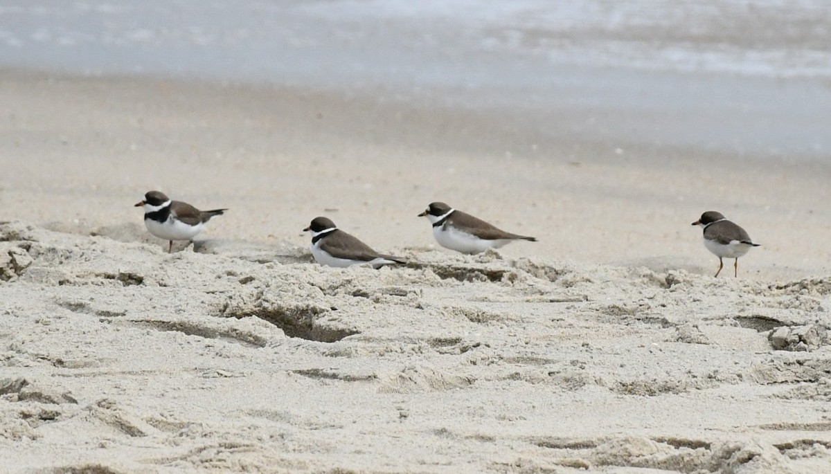 Semipalmated Plover - ML619043727