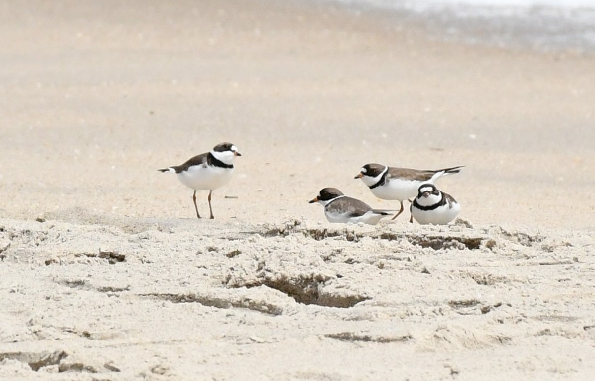 Semipalmated Plover - ML619043738