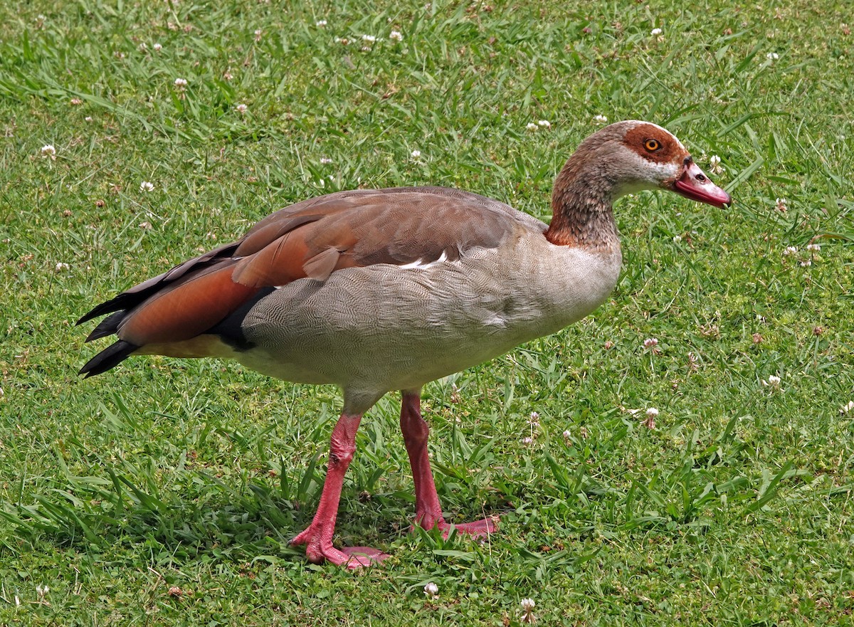 Egyptian Goose - ML619043786