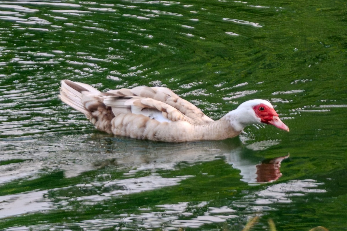 Muscovy Duck (Domestic type) - ML619043798