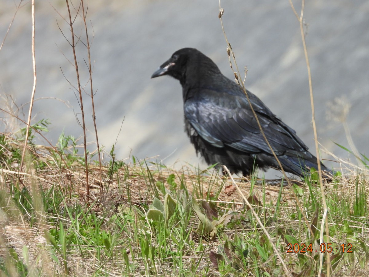 Common Raven - Lyne Pelletier