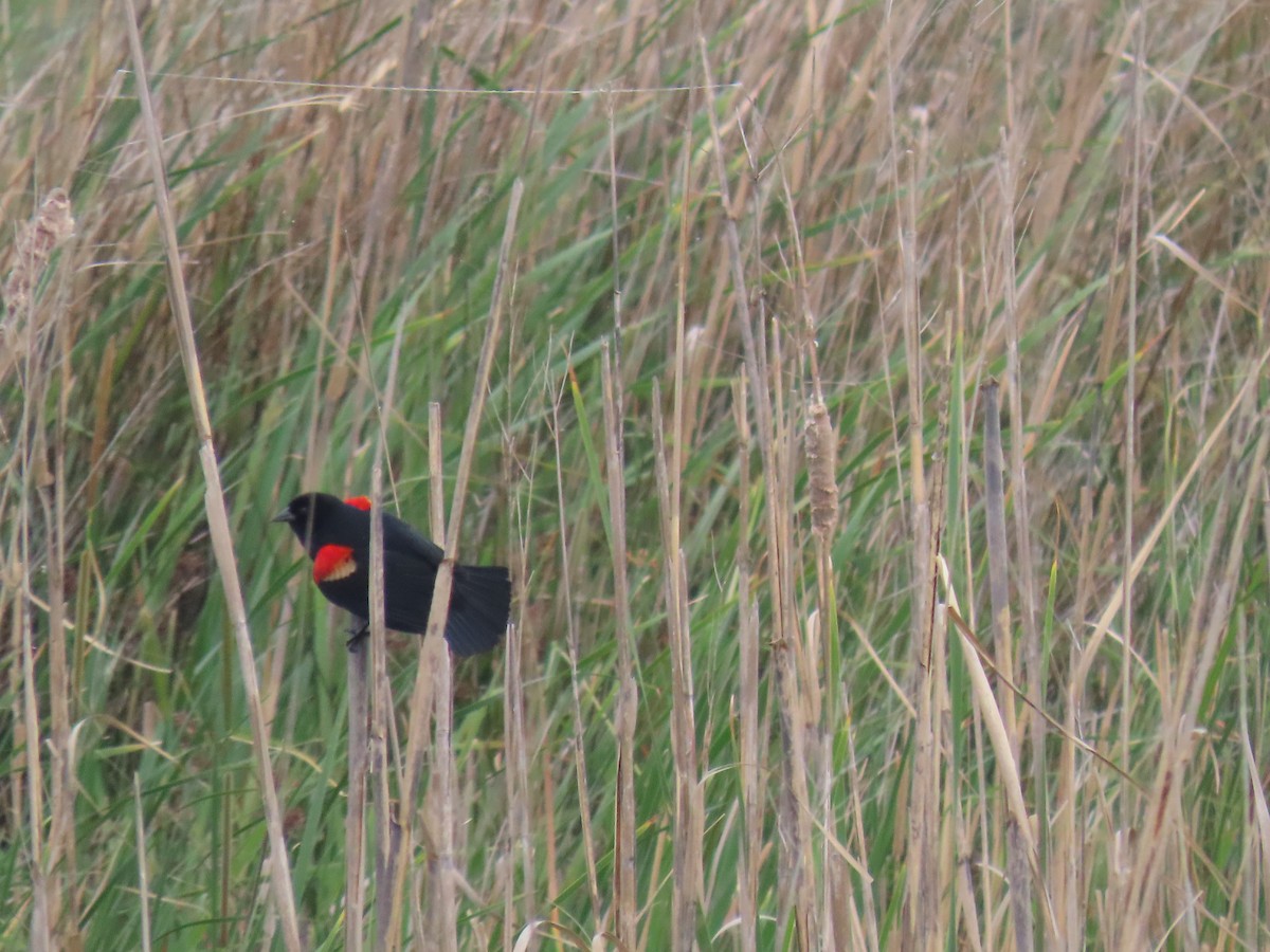Red-winged Blackbird - ML619043859