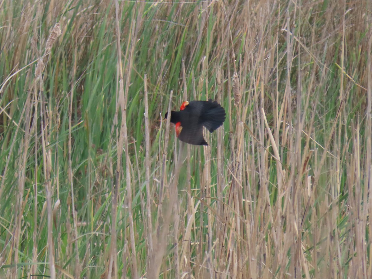 Red-winged Blackbird - ML619043860