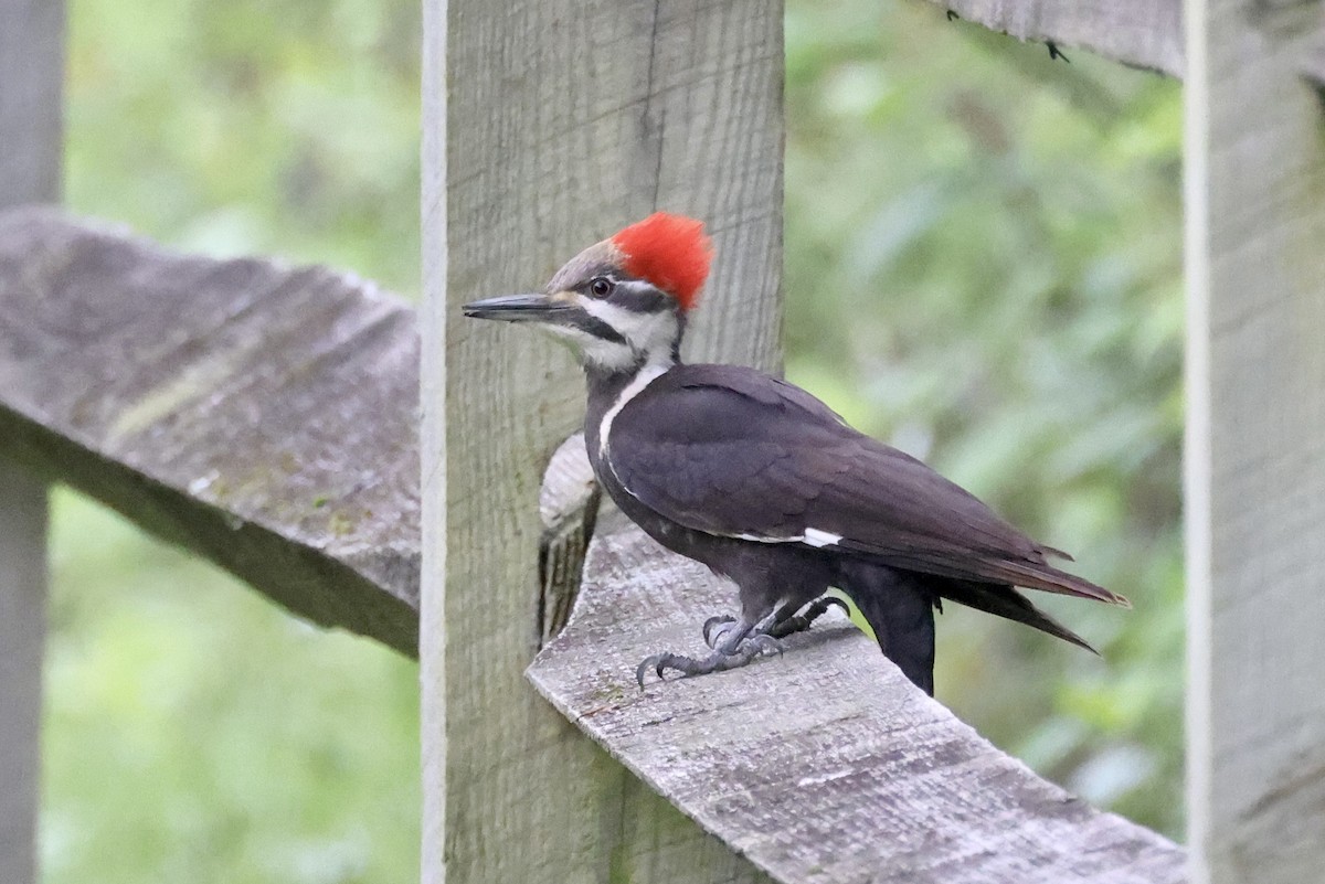 Pileated Woodpecker - ML619043864
