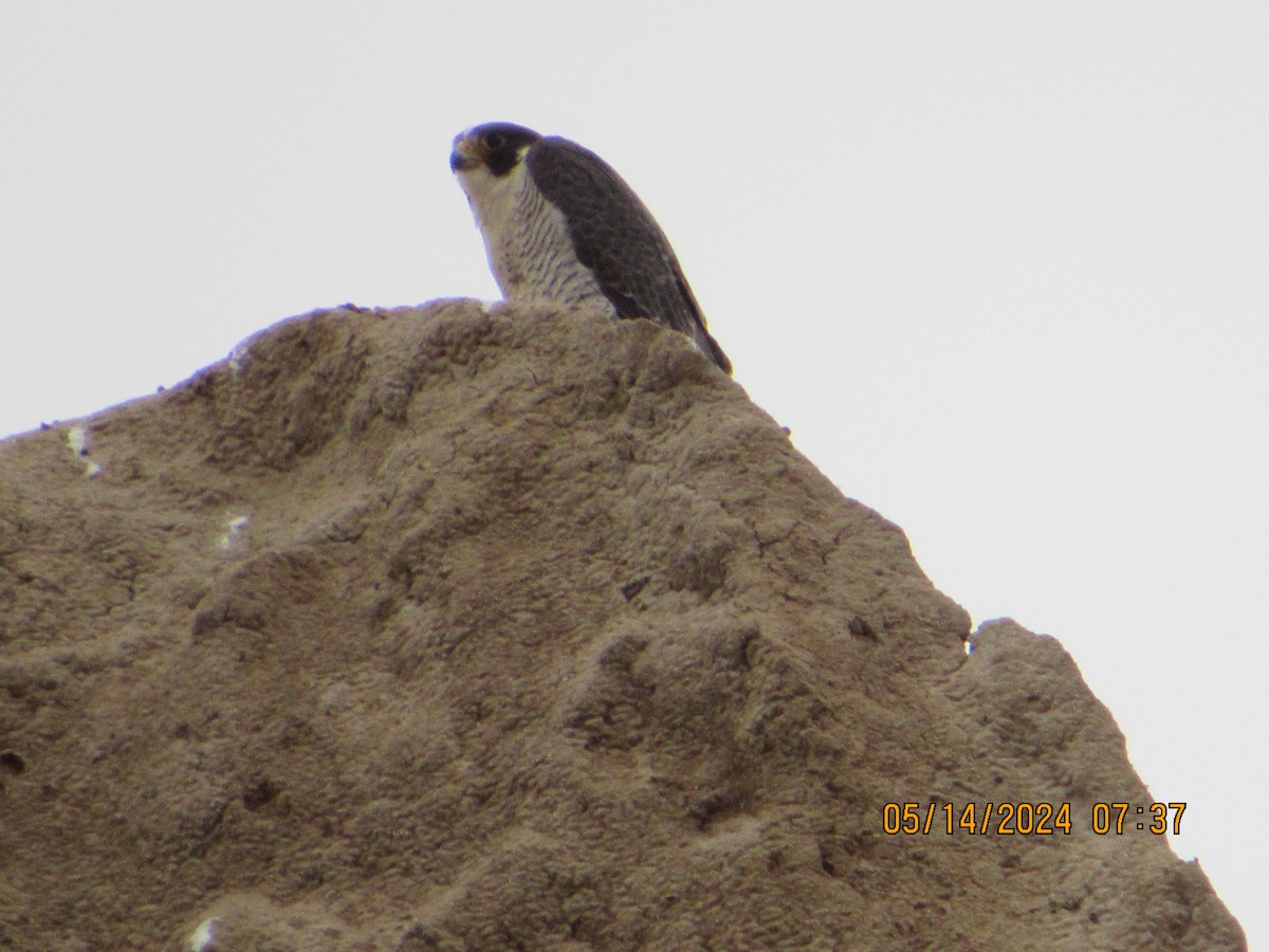 Peregrine Falcon - crdf bird